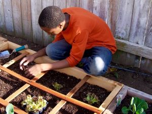 jardinage-potager